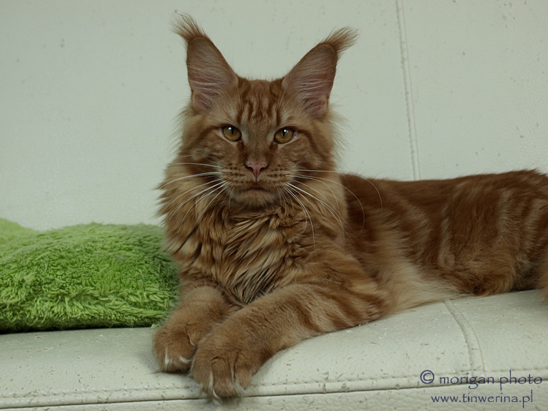 kocięta maine coon