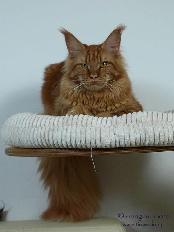 kocięta maine coon