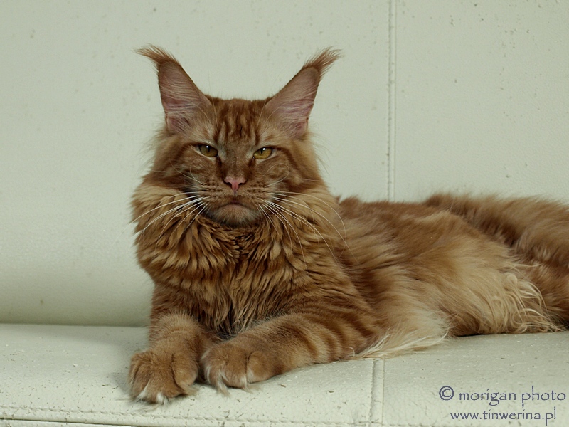 kocięta maine coon