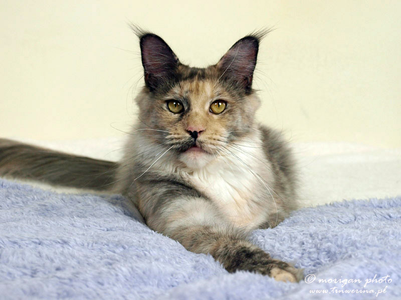 kocięta maine coon