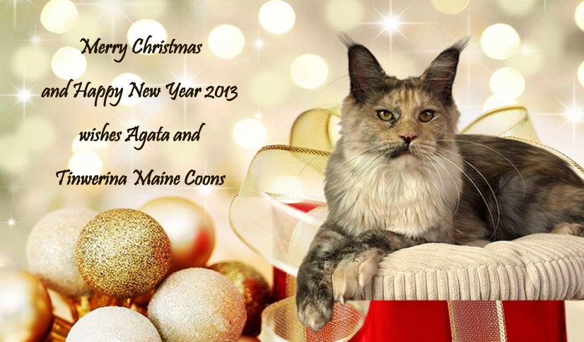 kocięta maine coon