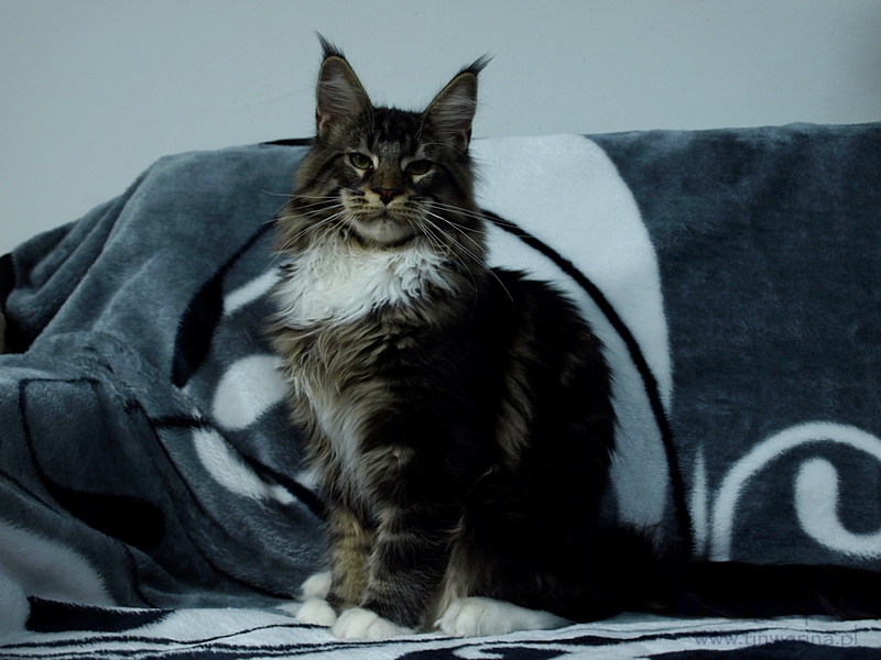 kocięta maine coon