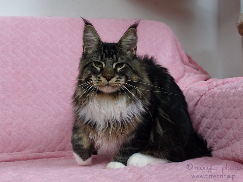 kocięta maine coon