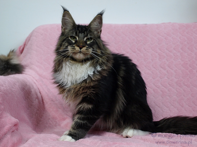 kocięta maine coon