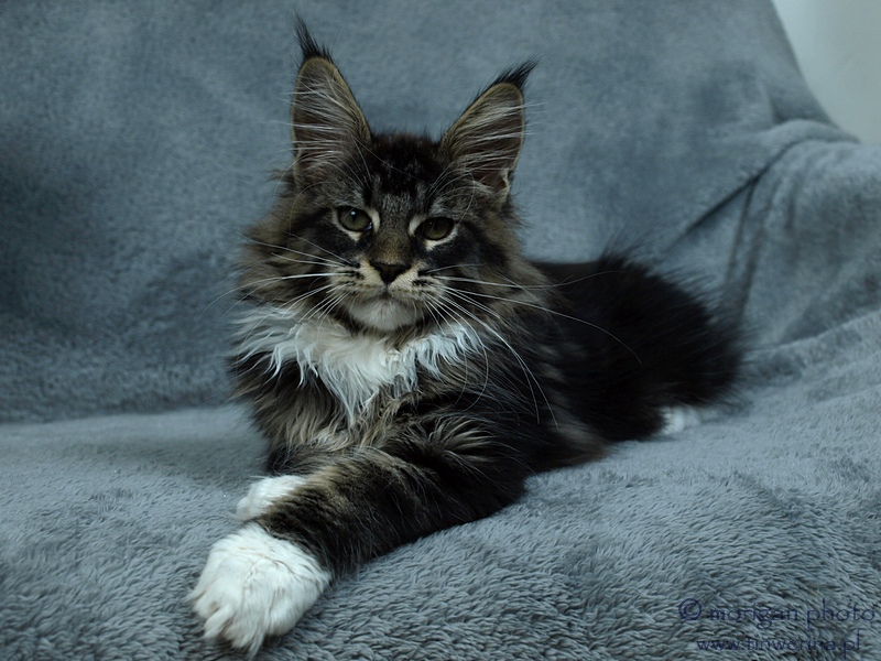 kocięta maine coon
