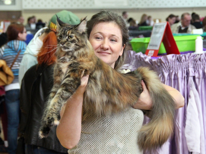 kocięta maine coon